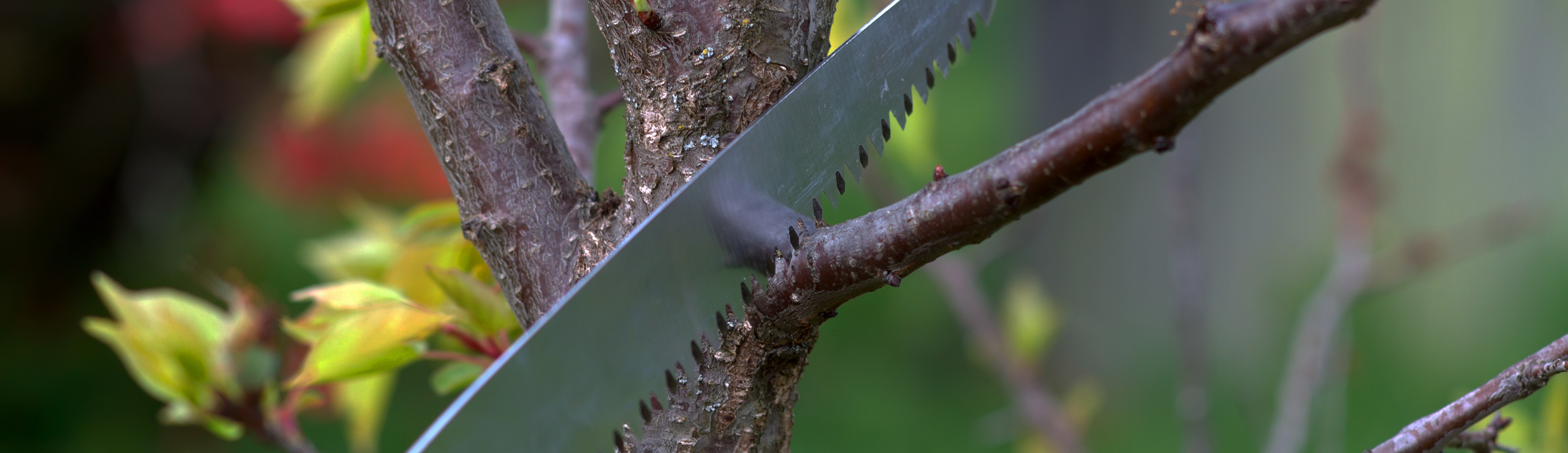 Pruning Dead Wood Why There Should Be a Mechanism to Address Meritless
